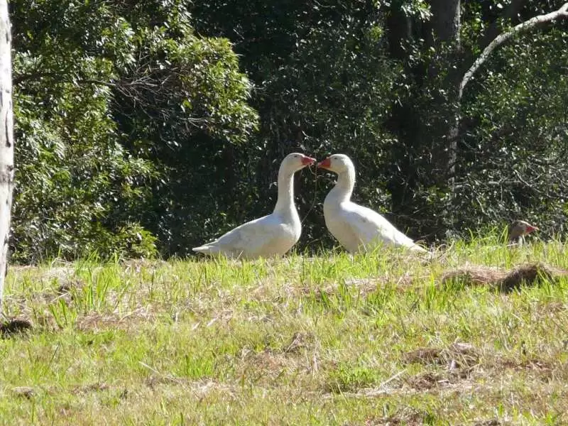 Photo #4: Lot 27,  Ridges Estate, Cooran - Sold by Ray White Noosa