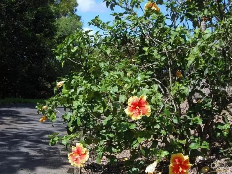 Photo #12: 61 Youngs Drive, Doonan - Sold by Ray White Noosa
